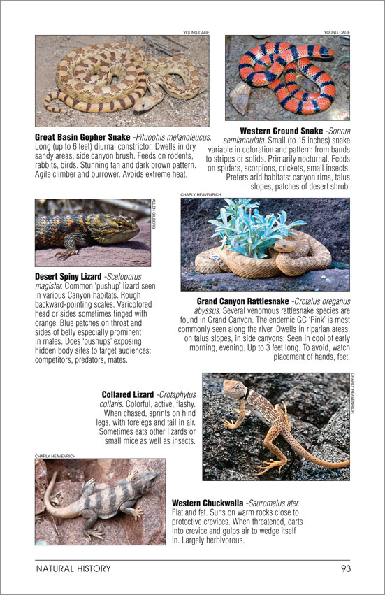 Grand Canyon River Guide - National History - Reptiles