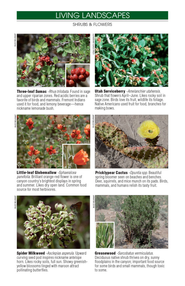Desolation River Guide - Image 14